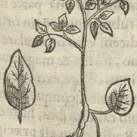 TLalcacauatl ou Yztacixpatli. FilipenduLa trifolia