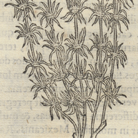 Tzicatzon tecomatl