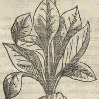 Acuitzehuariacua ou herba aduer sa venenis