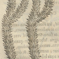 Quamiauatl ou spica arboris