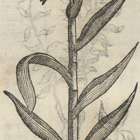 Acacoyotl Arundine Vulpina ARVNDO VVLPINA.