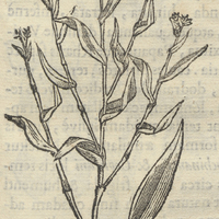 Acaxaxan ou pLanta palustri. Potamogeto Mex. POTAMOGETVM MEX. I.