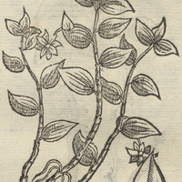 Acaxaxan ou pLanta palustri. Potamogeto Mex. POTAMOGETVM MEX. II.