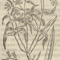 AtLancane ou herba aquosis locis proueniente