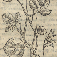 Cicimatic ou pLanta cimatl simili. CICIMATIC.