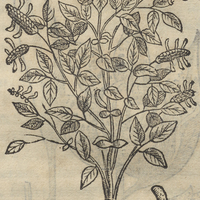 Cicimatic ou pLanta cimatl simili. CICIMATIC ALIA.