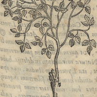 Cicimatic ou pLanta cimatl simili. CIMATL.