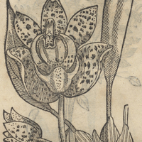 Coatzonte coxochitl Lyncis Flore ou Lyncea