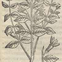 Coaxihuitl, herba Colubrina
