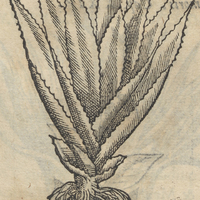 Quetzalichtli Metl