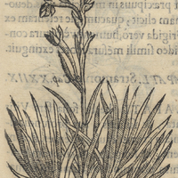 Omizochitl