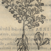 Tepitzic xihuitl ou Herba firma