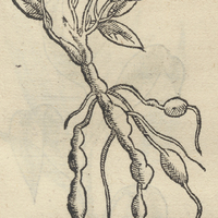 Tlalcacahuatl chimalhvacanichal censi ou Filipendula