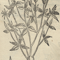 Tlallantlaca Cuitlapilli ou Trifolium Tetraphyllon