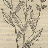 Tozcuitlapil xochitl ou Lithospermum arunidinaceum