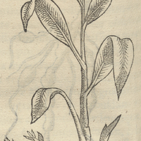 Tozcuitlapil xochitl ou Lithospermum arunidinaceum