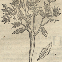 GLVTINOSA ALBA ALIA.