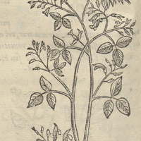 TRIFOLIVM SPICATVM ALIVD.