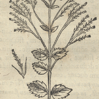 Apitzalpatli