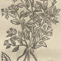 Apitzalpatli
