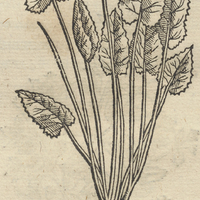 Atlinam