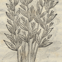 POZTECPATLIS ALTERA.