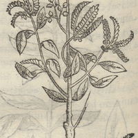 HERBA II.