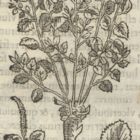 Tlaelpatli ou medicina dysentericorum
