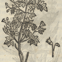 Tlatlauh Capatli OXYGERANIVM MEX. II.
