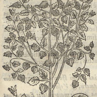 Toamtl ou planta acinosa MILTOMATL.