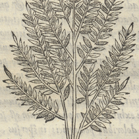 Alahuacapatli leptophyllo ou Lubrico