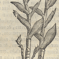 Coapatli Asphodelina