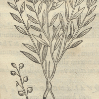 Coztic xihuitl