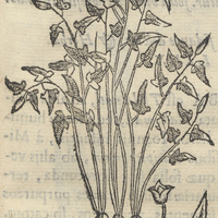 Temecatl expurgante