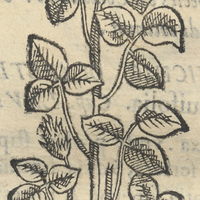 Tlalamatl ou Herba Joannis infantis