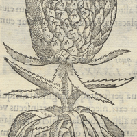 Matzatli ou Pinea Indica