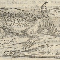 Axolotl ou Lusu aquarum