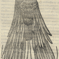 Cozcaquauhtli ou Regina Aurarum