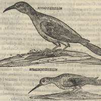 Hoitzitzil : Xivhoitzitzilin et Salhoitzitzilin