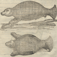 Manati