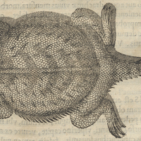Tapataxin Lacertus orbicularis