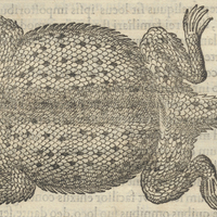 Tapataxin Lacertus orbicularis