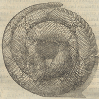 Teuhtlacot zauhqui ou Domina serpentum