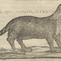 Yzquiepatl ou Vulpecula