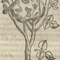 Apum, Mellis YZAXALaSMITL.