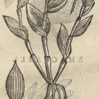 ACAXAXA.