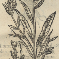 ACAXOCHITL.