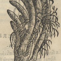 AMACPATLI.