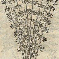 ACATZAN AYCXITL.