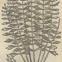 ANONYMA MECHVAC I.